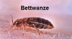 Bettwanze