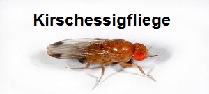 Kirschessigfliege Kirschessigfliege bekämpfen