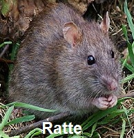 Ratten bekämpfen Ratten vernichten