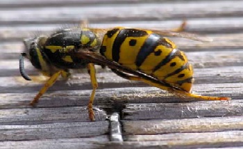 Wespennest entfernen Wespen bekämpfen